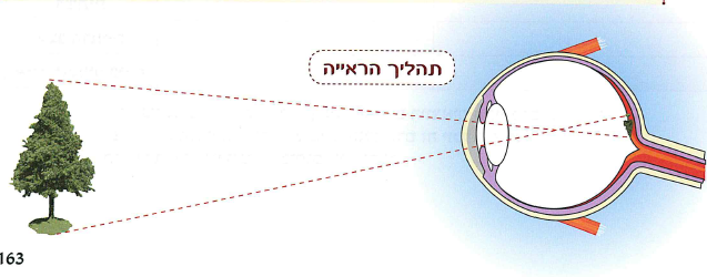 (בספר תרשים, היעזרו במנחה:) תהליך הראייה.